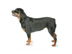 X-Large Dog Belly Band