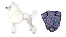 Small Dog Diaper - Seasonals Dog Diapers